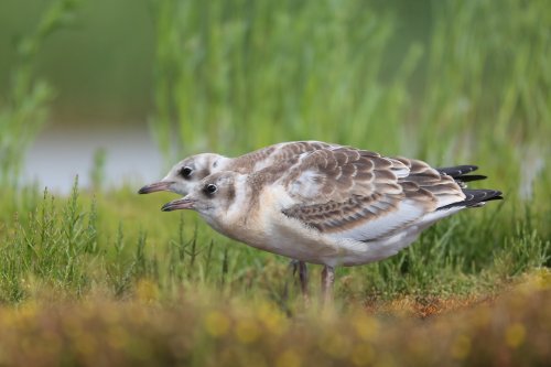 Vogels