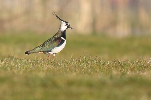 10339_kievit_vanellus-vanellus