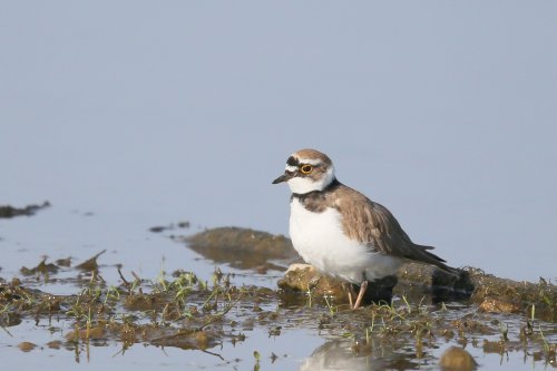10355_kleine-plevier_charadrius-dubius