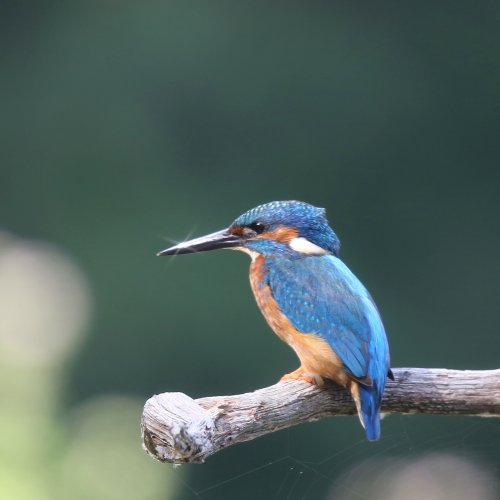 10910_ijsvogel-man_alcedo-atthis