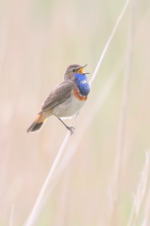 10055_blauwborst-man_luscinia-svecia