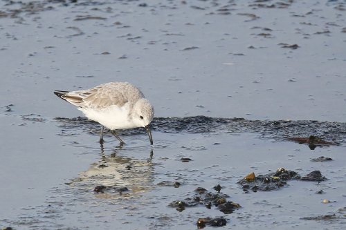 10120_drieteenstrandloper_calidris-alba