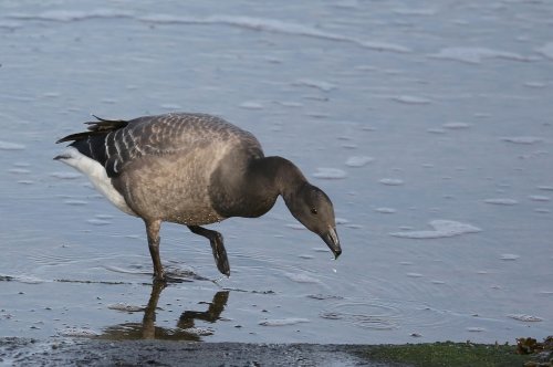 10652_rotgans_branta-bernicla