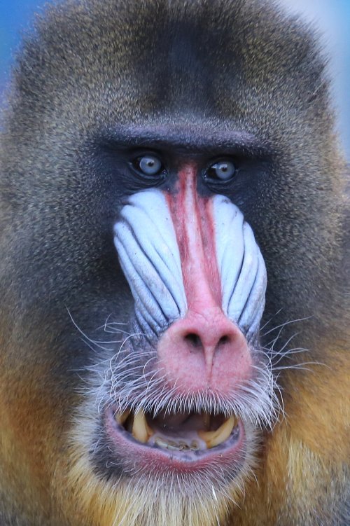 20450_mandril_mandrillus-sphinx_ouwehands-dierenpark
