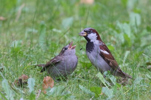 10291_huismus-man_passer_domesticus