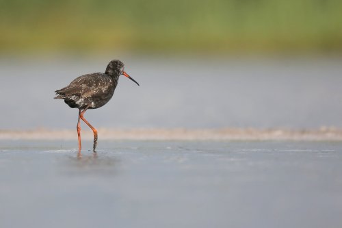 10981_zwarte-ruiter_tringa-erythropus