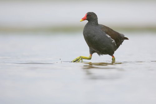 10858_waterhoen_gallinula-chloropus