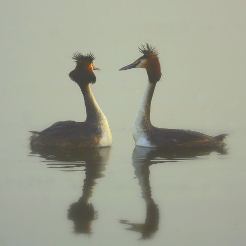 10175_fuut-balts_podiceps-cristatus