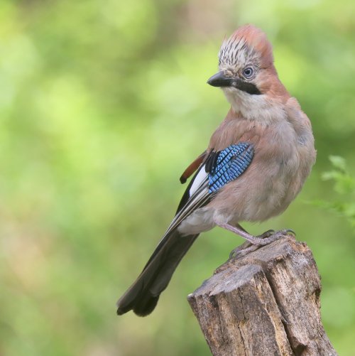 10185_gaai_garrulus-glandarius