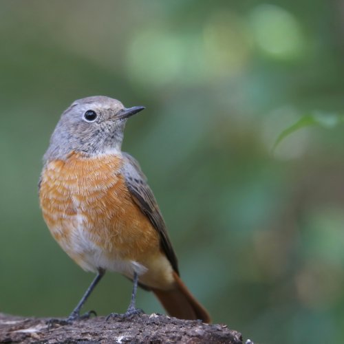 10196_gekraagde-roodstaart-juveniel_phoenicurus-phoenicurus