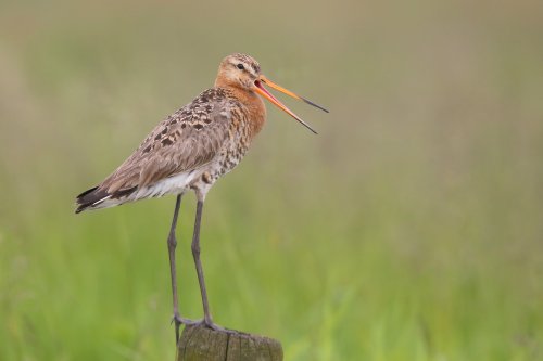 10257_grutto_limosa-limosa