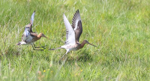 10258_grutto_limosa-limosa