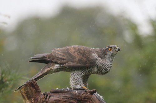 10264_havik_accipiter-gentilis