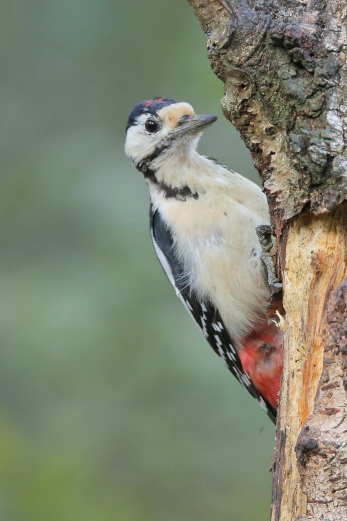 10242_grote-bonte-specht-juveniel_dendrocopos-major