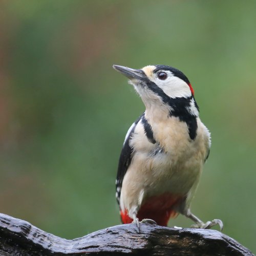 10241_grote-bonte-specht-man_dendrocopos-major