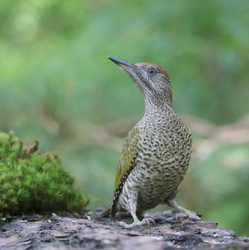 10236_groene-specht-juveniel_picus-viridis