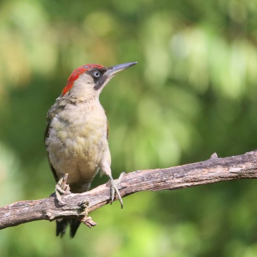 10235_groene-specht-vrouw_picus-viridis