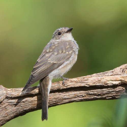 10231_grauwe-vliegenvanger_muscicapa-striata