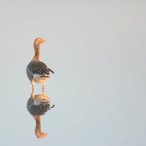 10226_grauwe-gans_anser-anser