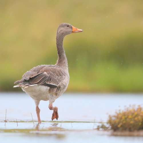 10225_grauwe-gans_anser-anser