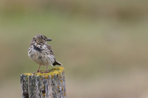 10215_graspieper_anthus-pratensis