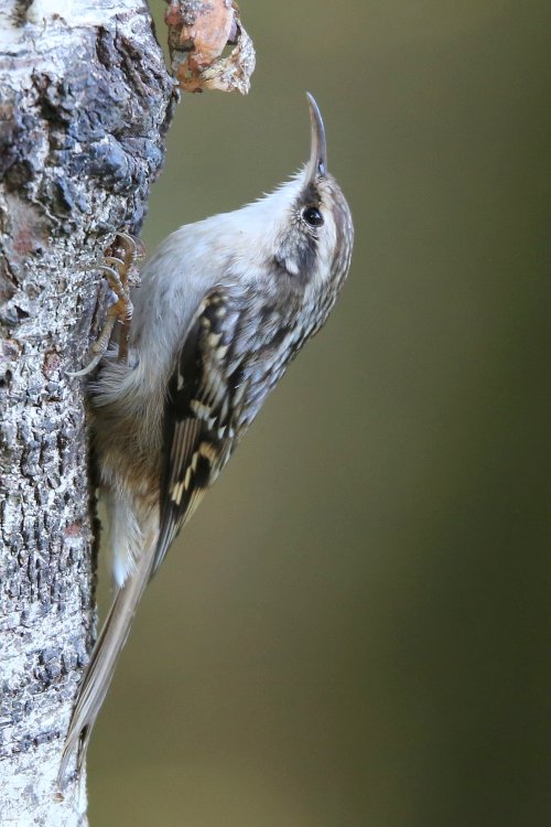 10070_boomkruiper_certhia-brachydactyla