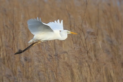 10250_grote-zilverreiger_ardea-alba
