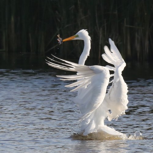 10251_grote-zilverreiger_ardea-alba