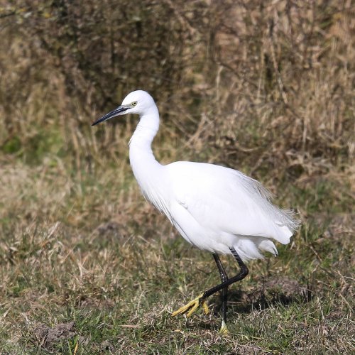 10358_kleine-zilverreiger_egretta-garzetta