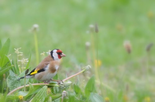 10595_putter_carduelis-carduelis