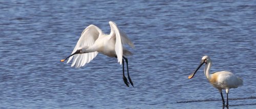 10410_lepelaar_platalea-leucorodia