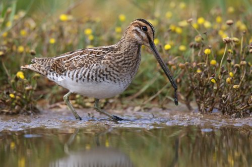 10876_watersnip_gallinago-gallinago