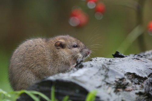 20060_bruine-rat_rattus-norvegicus_zoogdieren