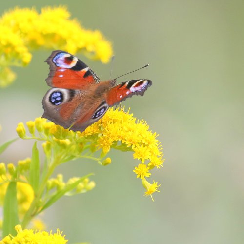 20105_dagpauwoog_aglais-io_insecten