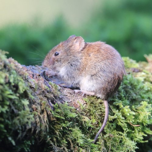 20640_rosse-woelmuis_clethrionomys-glareolus_zoogdieren