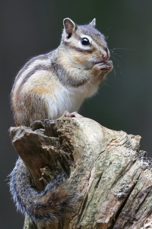 20661_siberische-grondeekhoorn_eutamias-sibericus_zoogdieren__2_