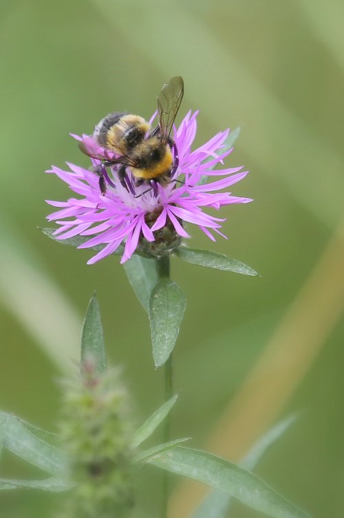 20820_veldhommel_bombus-lucorum_insecten
