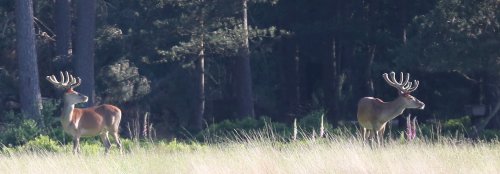 20133_edelhert-hert_cervus-elaphus