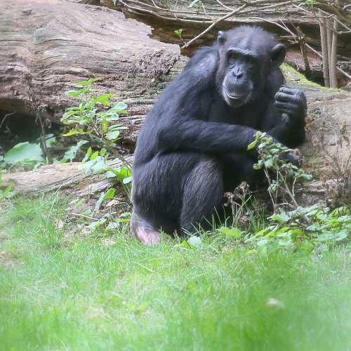 20090_chimpansee_pan-troglodytes