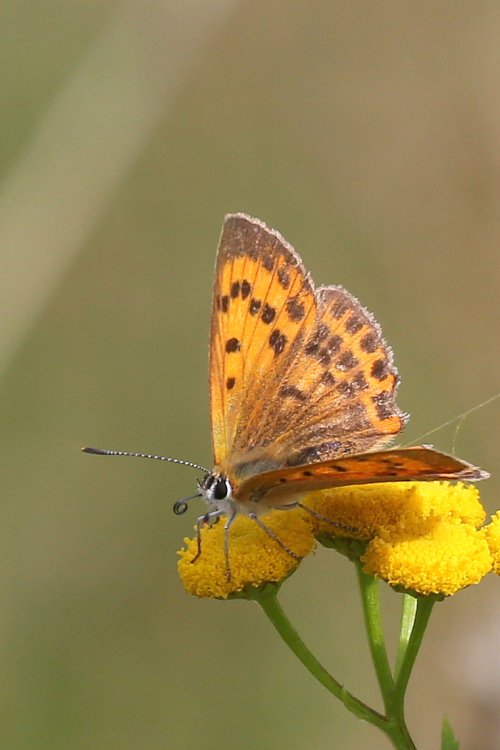 20471_morgenrood_lycaena-virgaureae