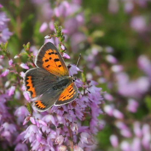20365_kleine-vuurvlinder_lycaena-phlaeas