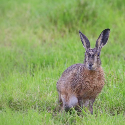 20241_haas_lepus-europaeus