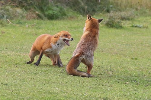 20840_vos-man_vulpes-vulpes