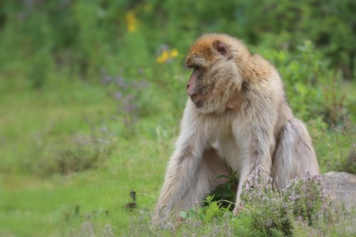20040_berberaap_macaca-sylvanus