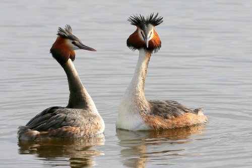 10176_fuut-balts_podiceps-cristatus