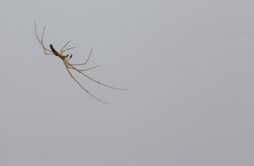 20685_strekspin_tetragnatha-spec