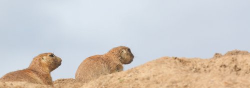 20991_zwartstaartprairiehond_cynomys-ludovicianus