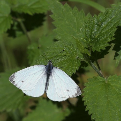 20355_klein-geaderd-witje_pieris-napi