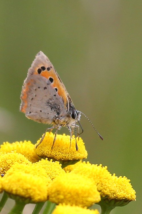 20366_kleine-vuurvlinder_lycaena-phlaeas
