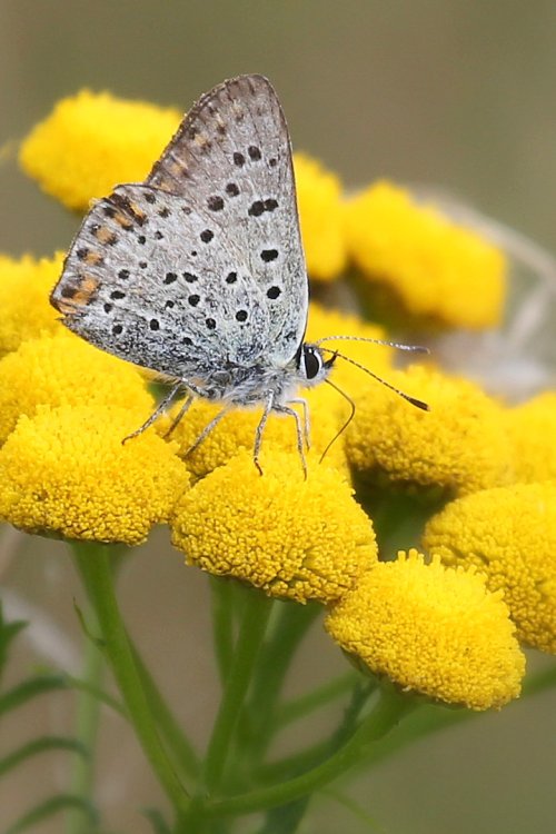 20066_bruine-vuurvlinder_lycaena-tityrus